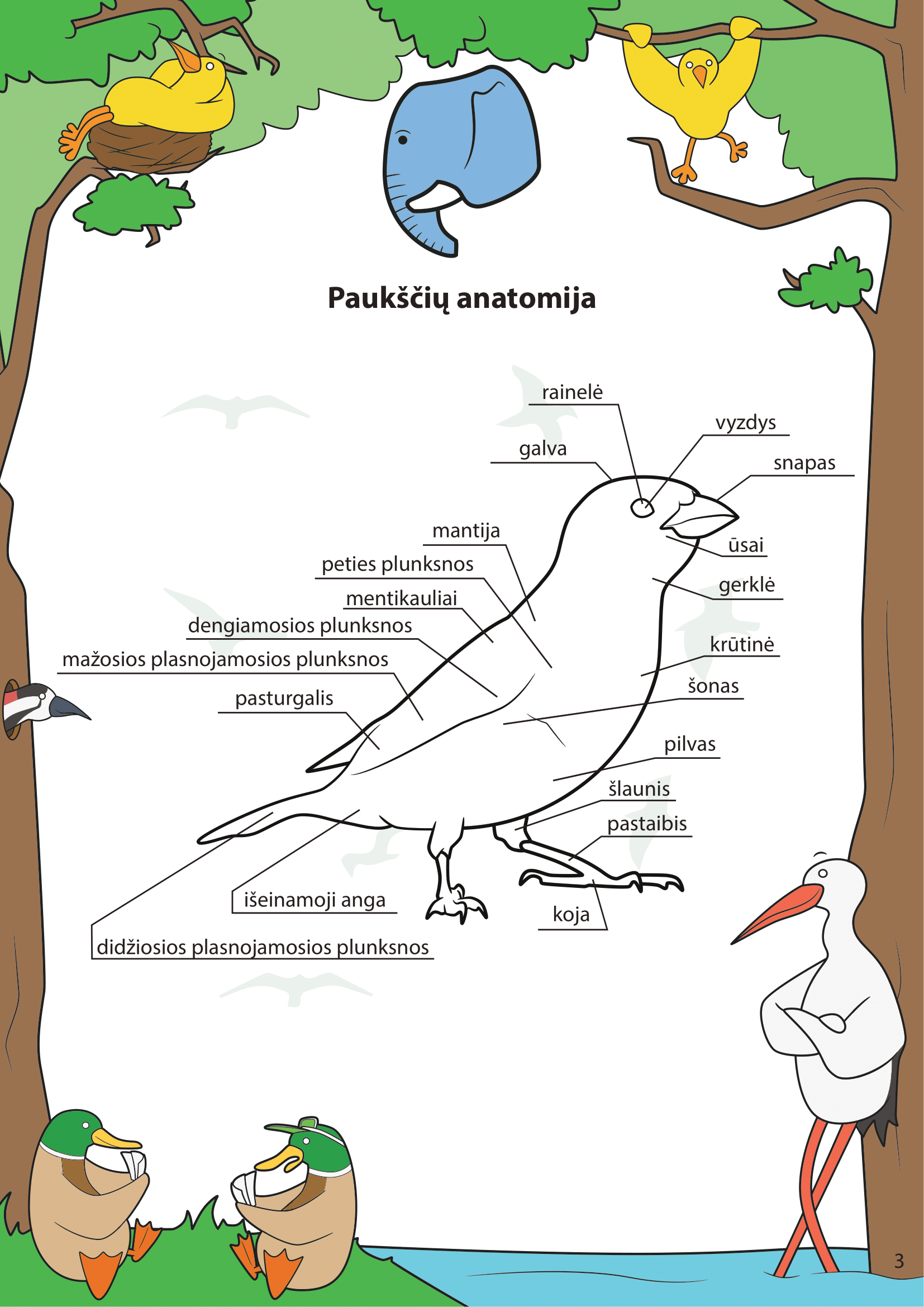 Paukščiai - puslapis 3
