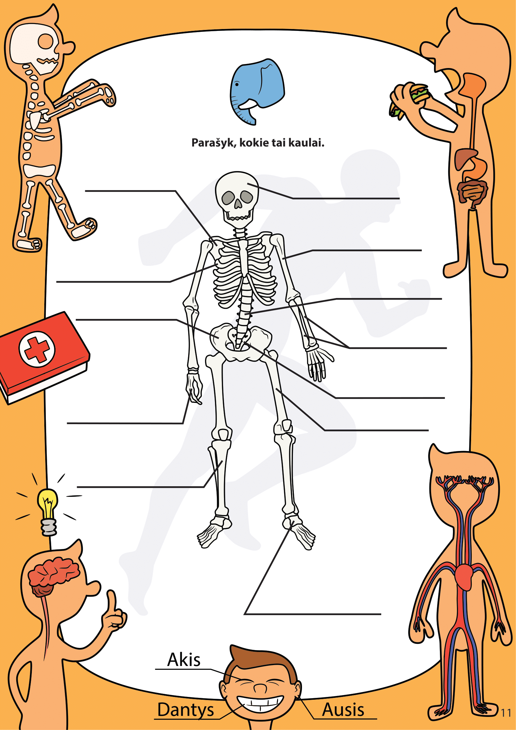 Žmogaus kūnas - puslapis 6